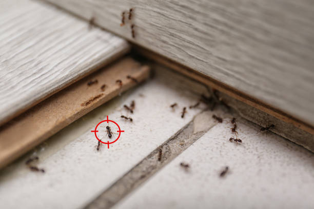 Best Affordable Pest Control Services  in Moapa Valley, NV