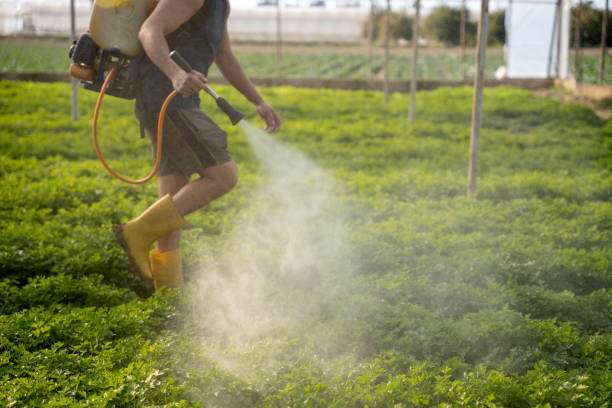 Best Local Pest Control Services  in Moapa Valley, NV