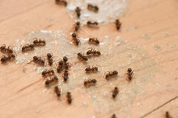 Best Pest Removal Services  in Moapa Valley, NV