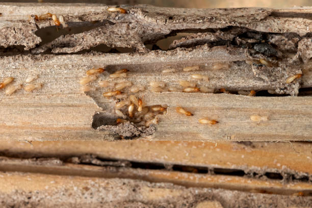 Best Pest Inspection Near Me  in Moapa Valley, NV
