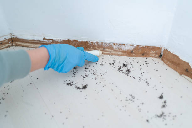 Best Best Pest Control Companies  in Moapa Valley, NV